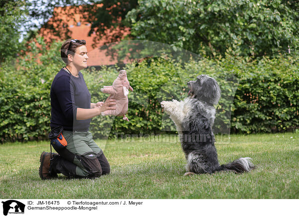 Schafpudel-Mischling / GermanSheeppoodle-Mongrel / JM-16475