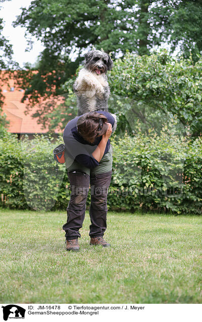 Schafpudel-Mischling / GermanSheeppoodle-Mongrel / JM-16478