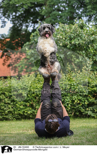GermanSheeppoodle-Mongrel / JM-16480