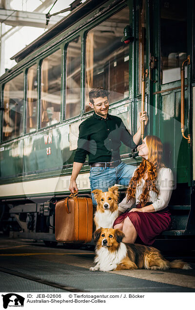 Australian-Shepherd-Border-Collies / Australian-Shepherd-Border-Collies / JEB-02606