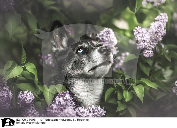 Husky-Mischling Hndin / female Husky-Mongrel / KR-01005