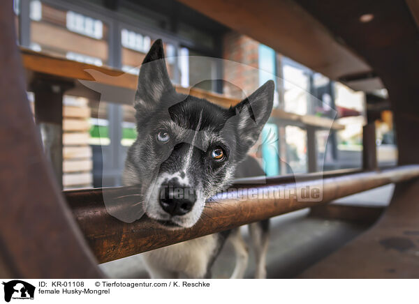 Husky-Mischling Hndin / female Husky-Mongrel / KR-01108