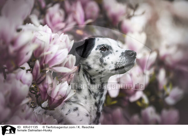Dalmatiner-Husky Hndin / female Dalmatian-Husky / KR-01135