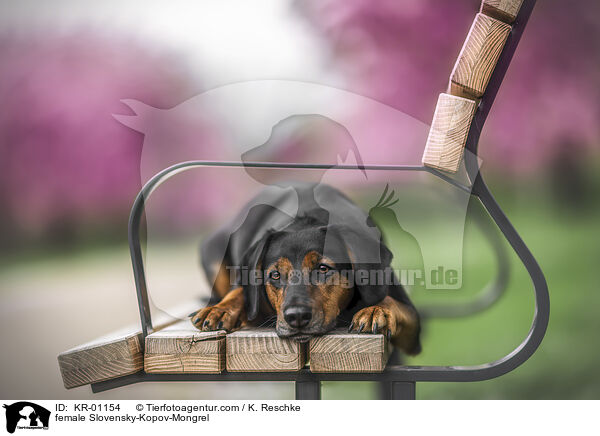 Slowakische-Schwarzwildbracke-Mischling Hndin / female Slovensky-Kopov-Mongrel / KR-01154