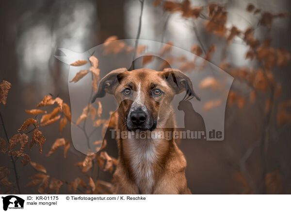 Mischling Rde / male mongrel / KR-01175