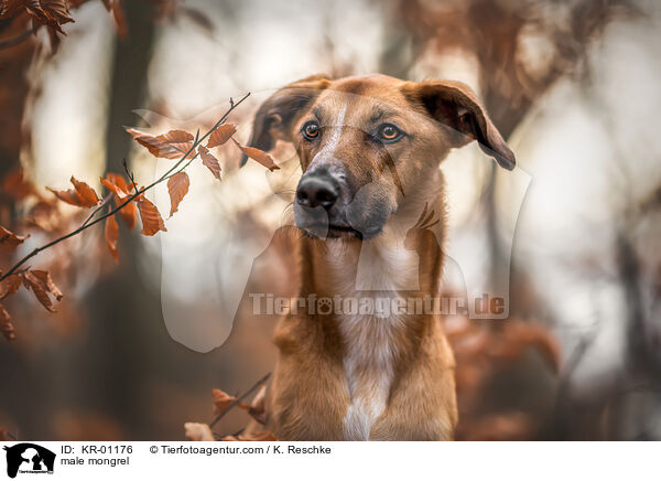 Mischling Rde / male mongrel / KR-01176