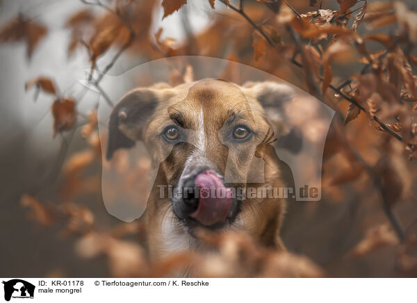 Mischling Rde / male mongrel / KR-01178