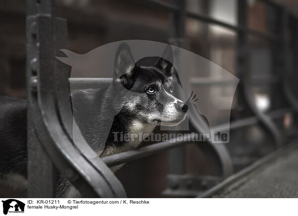 Husky-Mischling Hndin / female Husky-Mongrel / KR-01211