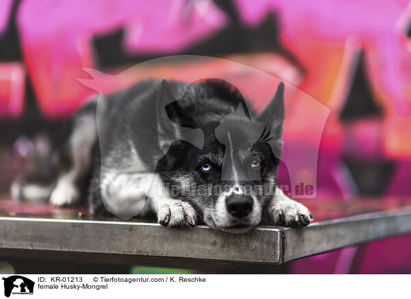 Husky-Mischling Hndin / female Husky-Mongrel / KR-01213