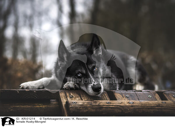 Husky-Mischling Hndin / female Husky-Mongrel / KR-01214