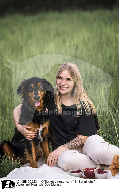Appenzeller-Sennenhund-Mischling / Appenzell-Mountain-Dog-Mongrel / SIB-02923