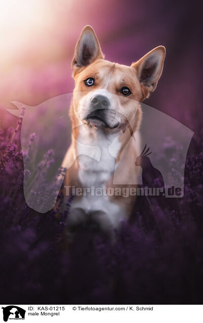 Mischling Rde / male Mongrel / KAS-01215
