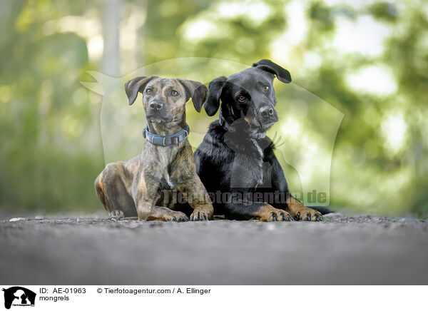 Mischlinge / mongrels / AE-01963