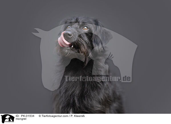 Mischling / mongrel / PK-01534