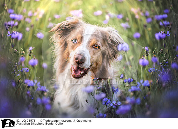 Australian-Shepherd-Border-Collie / Australian-Shepherd-Border-Collie / JQ-01578