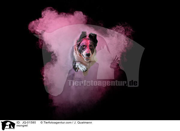 Mischling / mongrel / JQ-01580