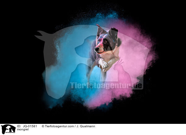 Mischling / mongrel / JQ-01581