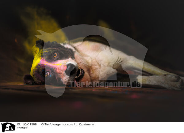 Mischling / mongrel / JQ-01588
