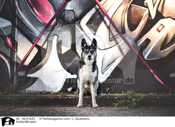 Husky-Mischling / Husky-Mongrel / JQ-01620