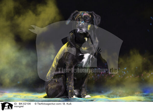 Mischling / mongrel / BK-02106