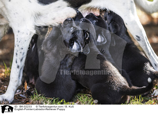 English-Pointer-Labrador-Retriever Welpe / English-Pointer-Labrador-Retriever Puppy / BK-02233