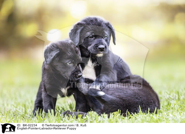 English-Pointer-Labrador-Retriever Welpe / English-Pointer-Labrador-Retriever Puppy / BK-02234