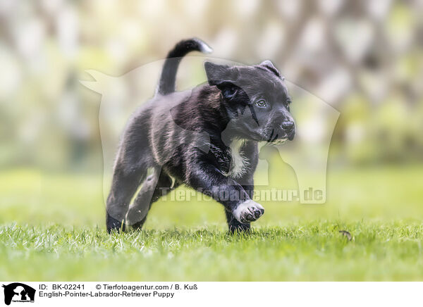 English-Pointer-Labrador-Retriever Welpe / English-Pointer-Labrador-Retriever Puppy / BK-02241