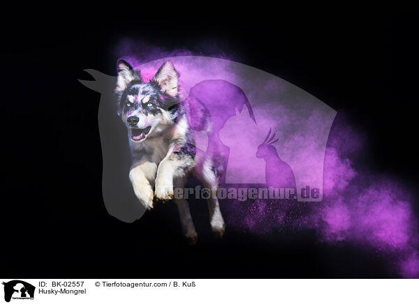 Husky-Mischling / Husky-Mongrel / BK-02557