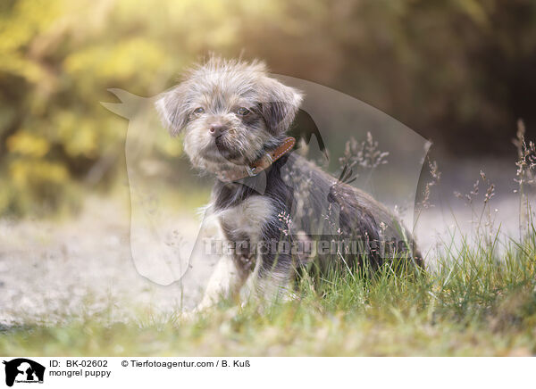 mongrel puppy / BK-02602