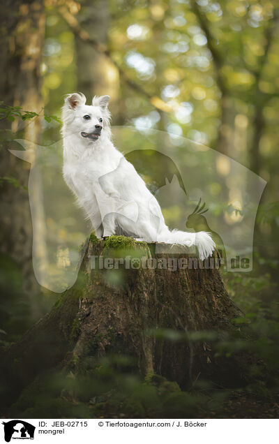 Mischling / mongrel / JEB-02715