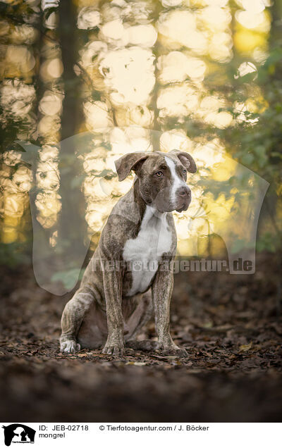 Mischling / mongrel / JEB-02718
