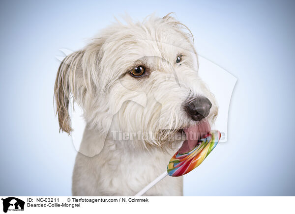 Bearded-Collie-Mischling / Bearded-Collie-Mongrel / NC-03211