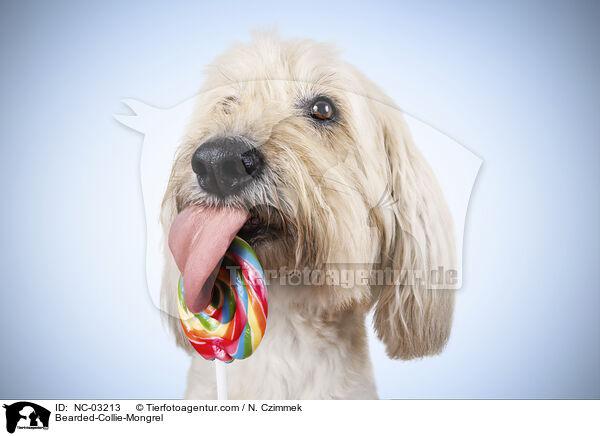 Bearded-Collie-Mongrel / NC-03213