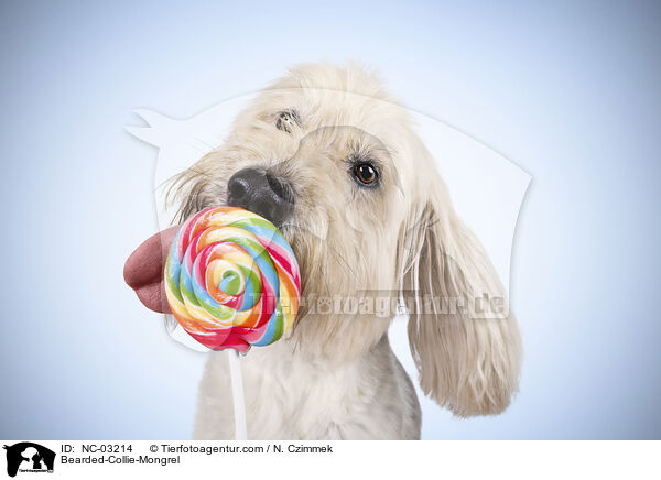 Bearded-Collie-Mongrel / NC-03214