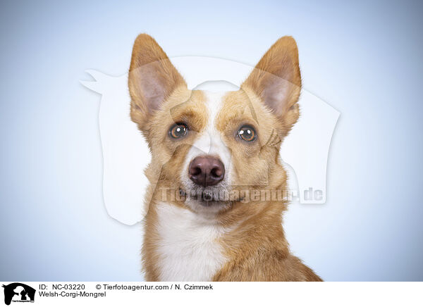 Welsh-Corgi-Mischling / Welsh-Corgi-Mongrel / NC-03220