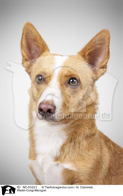 Welsh-Corgi-Mischling / Welsh-Corgi-Mongrel / NC-03221