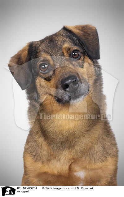 Mischling / mongrel / NC-03254