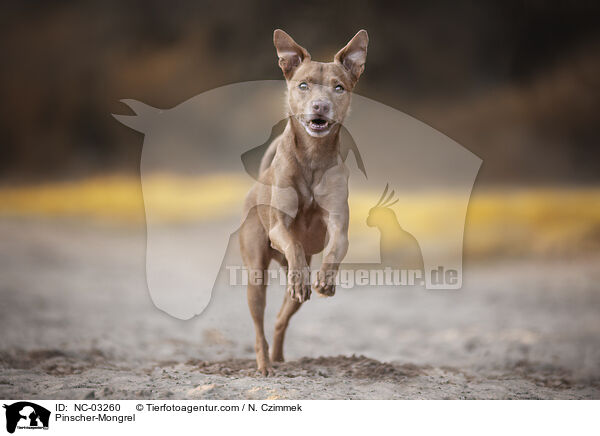 Pinscher-Mischling / Pinscher-Mongrel / NC-03260