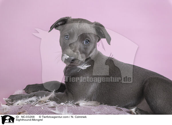 Whippet-Mischling / Sighthound-Mongrel / NC-03268