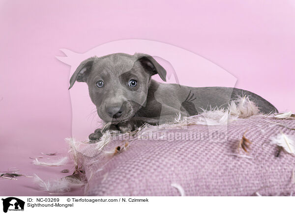 Sighthound-Mongrel / NC-03269