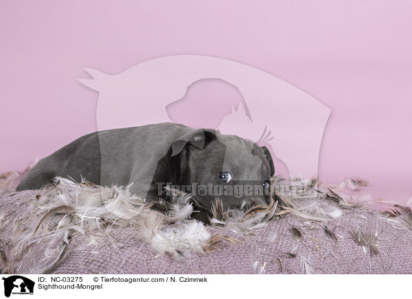 Sighthound-Mongrel / NC-03275