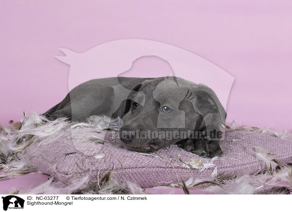 Whippet-Mischling / Sighthound-Mongrel / NC-03277