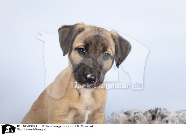 Whippet-Mischling / Sighthound-Mongrel / NC-03294