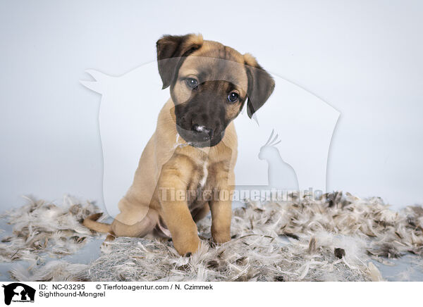 Whippet-Mischling / Sighthound-Mongrel / NC-03295