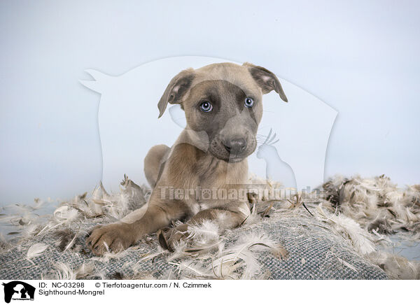 Whippet-Mischling / Sighthound-Mongrel / NC-03298