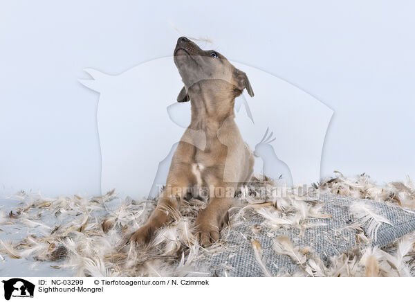 Whippet-Mischling / Sighthound-Mongrel / NC-03299