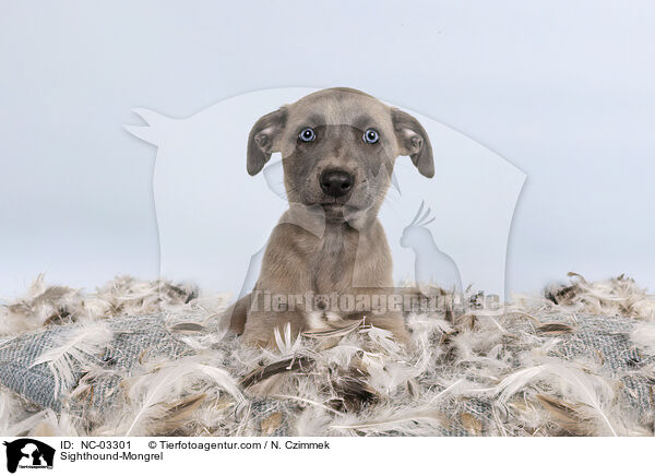 Whippet-Mischling / Sighthound-Mongrel / NC-03301