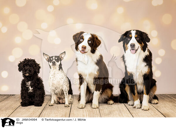 Hunde / dogs / JAM-04994