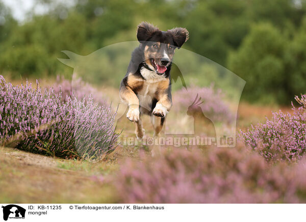 Mischling / mongrel / KB-11235