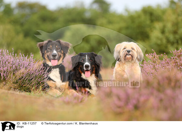 Hunde / dogs / KB-11257